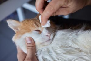 子猫がかかりやすい「猫クラミジア感染症」。感染経路や症状、治療方法などを解説