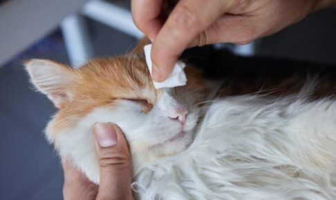 子猫がかかりやすい「猫クラミジア感染症」。感染経路や症状、治療方法などを解説