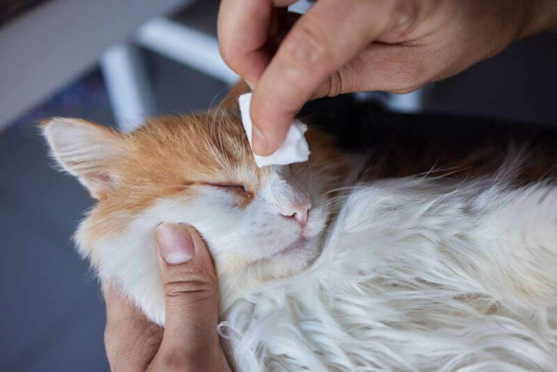 子猫がかかりやすい「猫クラミジア感染症」。感染経路や症状、治療方法などを解説