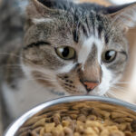 猫は“味”より“匂い”でフードを選ぶ？食いつきが変わる香り・温度・酸化の話