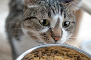 猫は“味”より“匂い”でフードを選ぶ？食いつきが変わる香り・温度・酸化の話