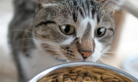 猫は“味”より“匂い”でフードを選ぶ？食いつきが変わる香り・温度・酸化の話