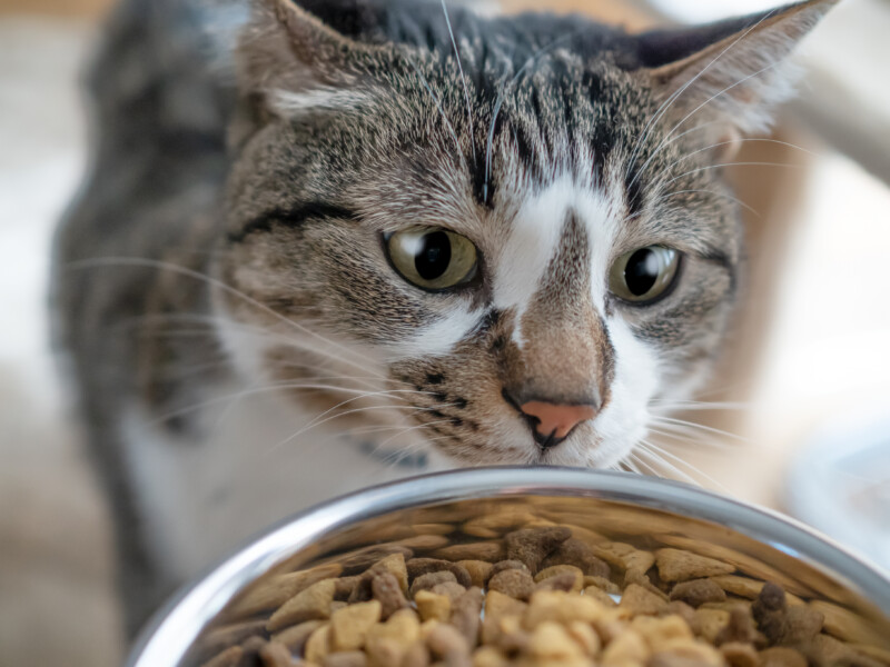 猫は“味”より“匂い”でフードを選ぶ？食いつきが変わる香り・温度・酸化の話