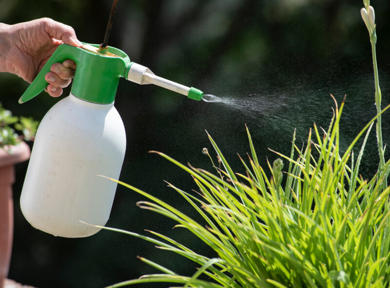 猫が除草剤を舐めた！除草剤による影響や中毒症状・対処法などを解説