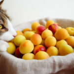 猫が食べてはいけない梅の実や種。梅干しはOK？青酸中毒による症状や対処法など