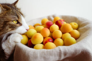 猫が食べてはいけない梅の実や種。梅干しはOK？青酸中毒による症状や対処法など