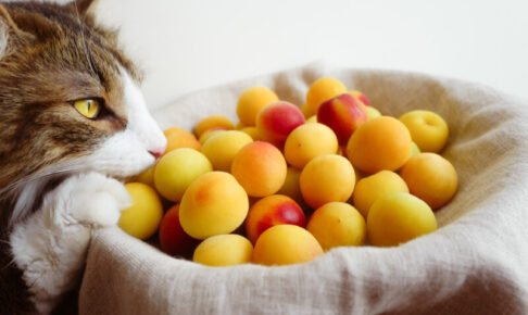 猫が食べてはいけない梅の実や種。梅干しはOK？青酸中毒による症状や対処法など
