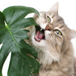 猫が食べると危険な観葉植物「モンステラ」。シュウ酸カルシウムによる中毒症状や対処法、共生するためのすすめ