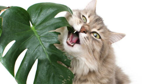 猫が食べると危険な観葉植物「モンステラ」。シュウ酸カルシウムによる中毒症状や対処法、共生するためのすすめ