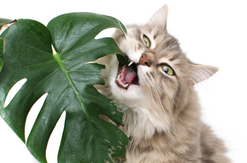 猫が食べると危険な観葉植物「モンステラ」。シュウ酸カルシウムによる中毒症状や対処法、共生するためのすすめ