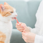猫用おやつのおすすめ20選。無添加や国産など人気のピューレをピックアップ！