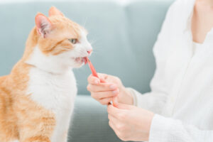 猫用おやつのおすすめ20選。無添加や国産など人気のピューレをピックアップ！