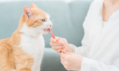 猫用おやつのおすすめ20選。無添加や国産など人気のピューレをピックアップ！