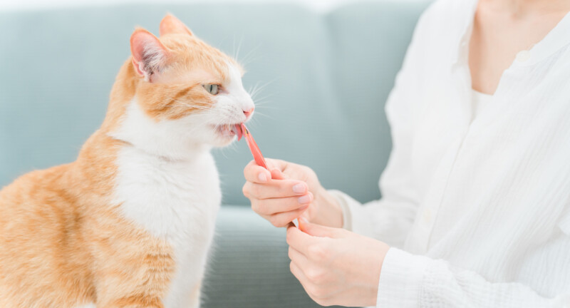 猫用おやつのおすすめ20選。無添加や国産など人気のピューレをピックアップ！