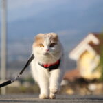飼い猫に散歩は必要？ハーネスやリュックに慣れさせるメリット・デメリットを解説