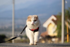 飼い猫に散歩は必要？ハーネスやリュックに慣れさせるメリット・デメリットを解説