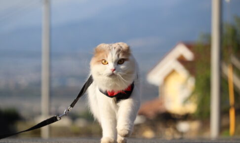 飼い猫に散歩は必要？ハーネスやリュックに慣れさせるメリット・デメリットを解説
