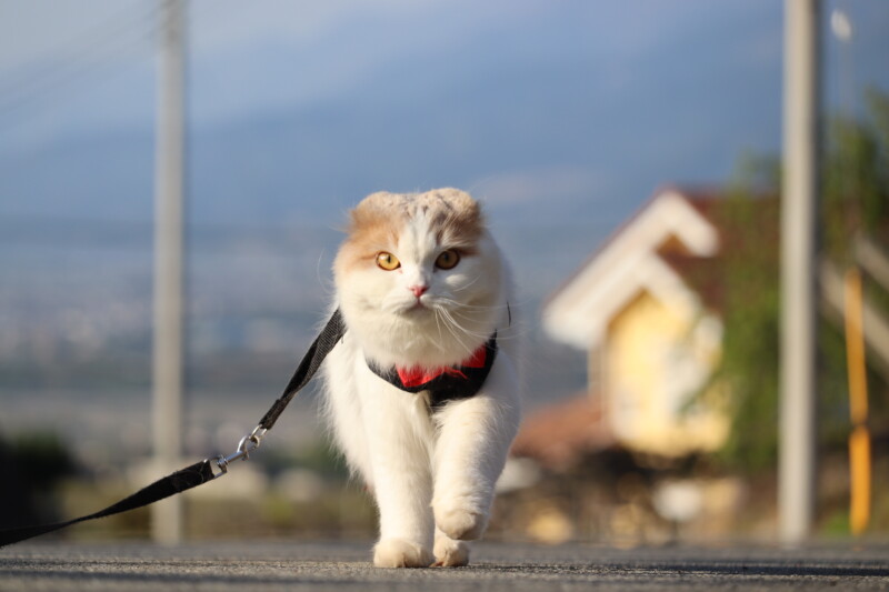 飼い猫に散歩は必要？ハーネスやリュックに慣れさせるメリット・デメリットを解説