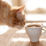 猫にコーヒーは危険！カフェイン中毒に陥る危険性や飲んだ際の症状・対処法など