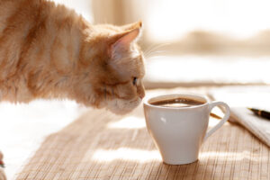 猫にコーヒーは危険!カフェイン中毒に陥る危険性や飲んだ際の症状・対処法など