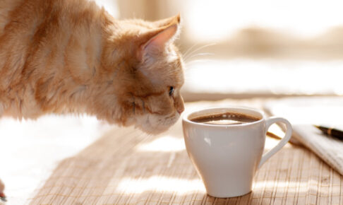 猫にコーヒーは危険!カフェイン中毒に陥る危険性や飲んだ際の症状・対処法など