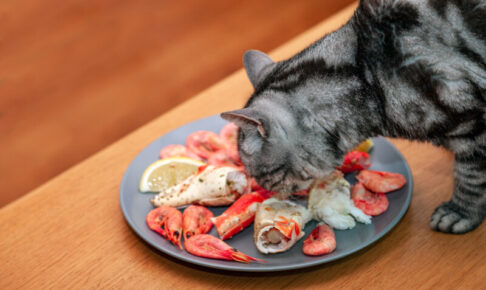 猫はカニやカニカマを食べられる?食中毒やアレルギーのリスク、症状、対処法を解説