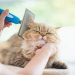 猫アレルギーでも飼える猫はいる?症状や対策、正しいアレルギーとの付き合い方を解説