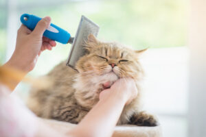 猫アレルギーでも飼える猫はいる？症状や対策、正しいアレルギーとの付き合い方を解説
