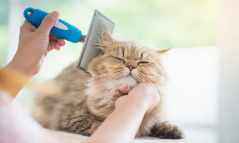 猫アレルギーでも飼える猫はいる?症状や対策、正しいアレルギーとの付き合い方を解説