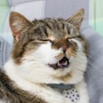 猫の鼻炎は放置したらダメ。慢性鼻炎になる原因と症状、治療方法について解説