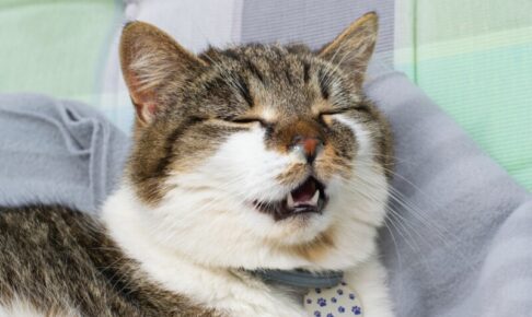 猫の鼻炎は放置したらダメ。慢性鼻炎になる原因と症状、治療方法について解説