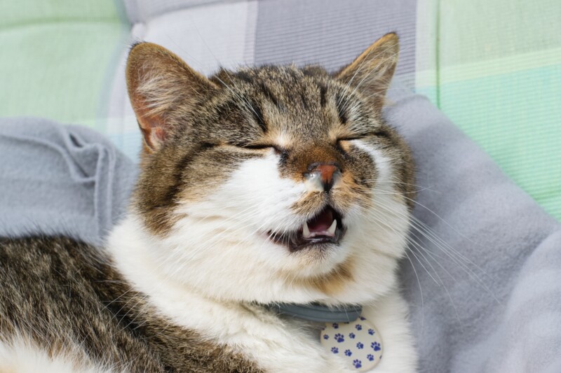猫の鼻炎は放置したらダメ。慢性鼻炎になる原因と症状、治療方法について解説