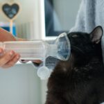 猫のネブライザー療法。自宅で行う方法や費用、おすすめ商品を解説