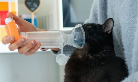 猫のネブライザー療法。自宅で行う方法や費用、おすすめ商品を解説