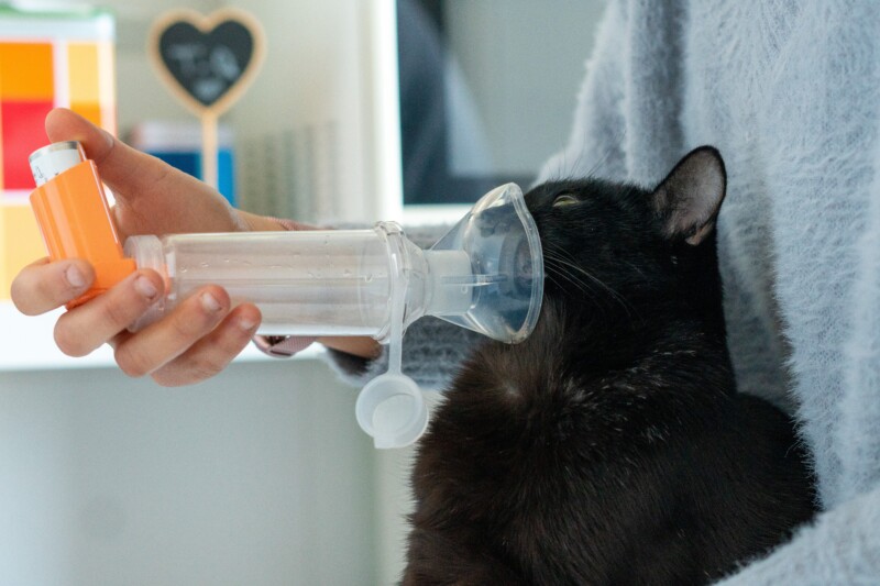 猫のネブライザー療法。自宅で行う方法や費用、おすすめ商品を解説