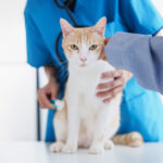猫の体にしこりを発見したら。悪性腫瘍である特徴や症状、治療方法を解説
