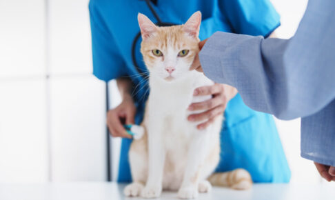 猫の体にしこりを発見したら。悪性腫瘍である特徴や症状、治療方法を解説