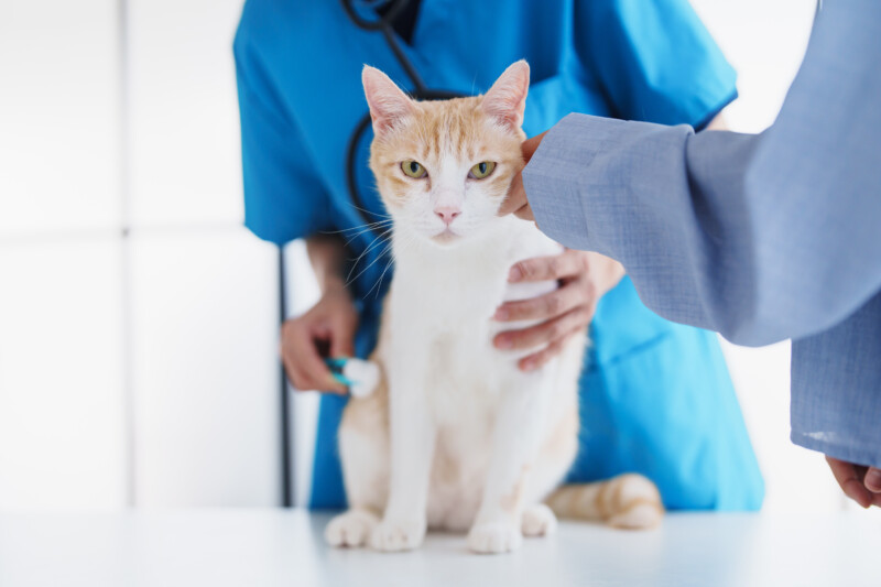 猫の体にしこりを発見したら。悪性腫瘍である特徴や症状、治療方法を解説