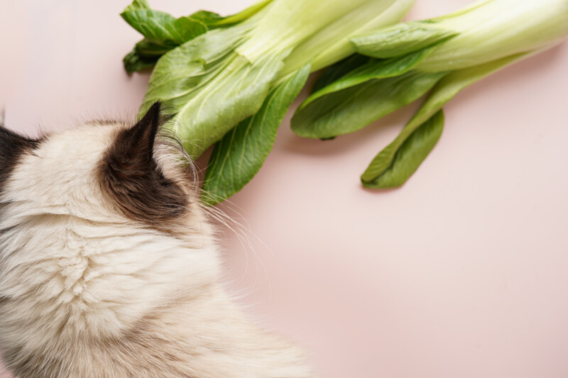 猫は白菜を食べても大丈夫！キャットフードの原材料にも。栄養成分、メリット、注意点を解説