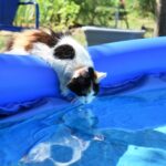 猫は泳げるけど水が嫌い。苦手な理由や泳がせる場合に注意すること