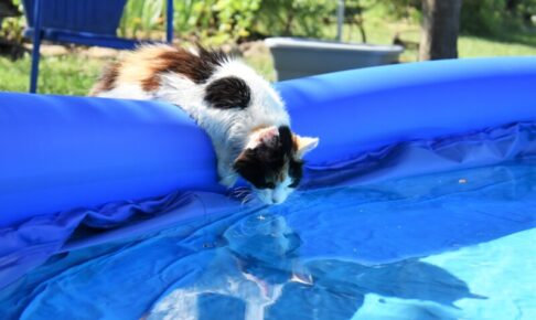 猫は泳げるけど水が嫌い。苦手な理由や泳がせる場合に注意すること