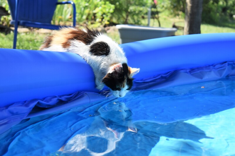 猫は泳げるけど水が嫌い。苦手な理由や泳がせる場合に注意すること