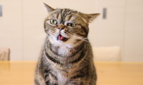 がイカ耳をするのはなぜ?怒りだけじゃない、仕草や表情で分かる猫の気持ち
