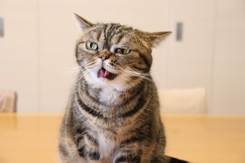 がイカ耳をするのはなぜ？怒りだけじゃない、仕草や表情で分かる猫の気持ち