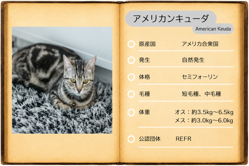 アメリカンキューダ