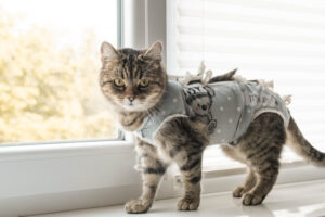 猫に服を着せる必要はある?避妊手術後の保護や抜け毛・アレルギー対策にも