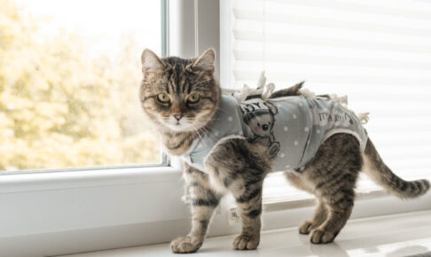 猫に服を着せる必要はある？避妊手術後の保護や抜け毛・アレルギー対策にも