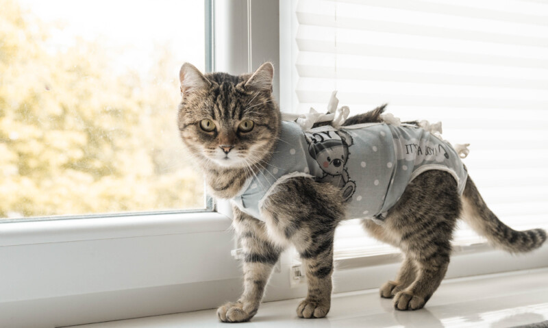 猫に服を着せる必要はある？避妊手術後の保護や抜け毛・アレルギー対策にも