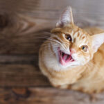 猫がよく鳴く理由は？おしゃべり好きは種類や性格、育った環境などが関係していることも