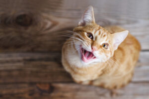 猫がよく鳴く理由は?おしゃべり好きは種類や性格、育った環境などが関係していることも